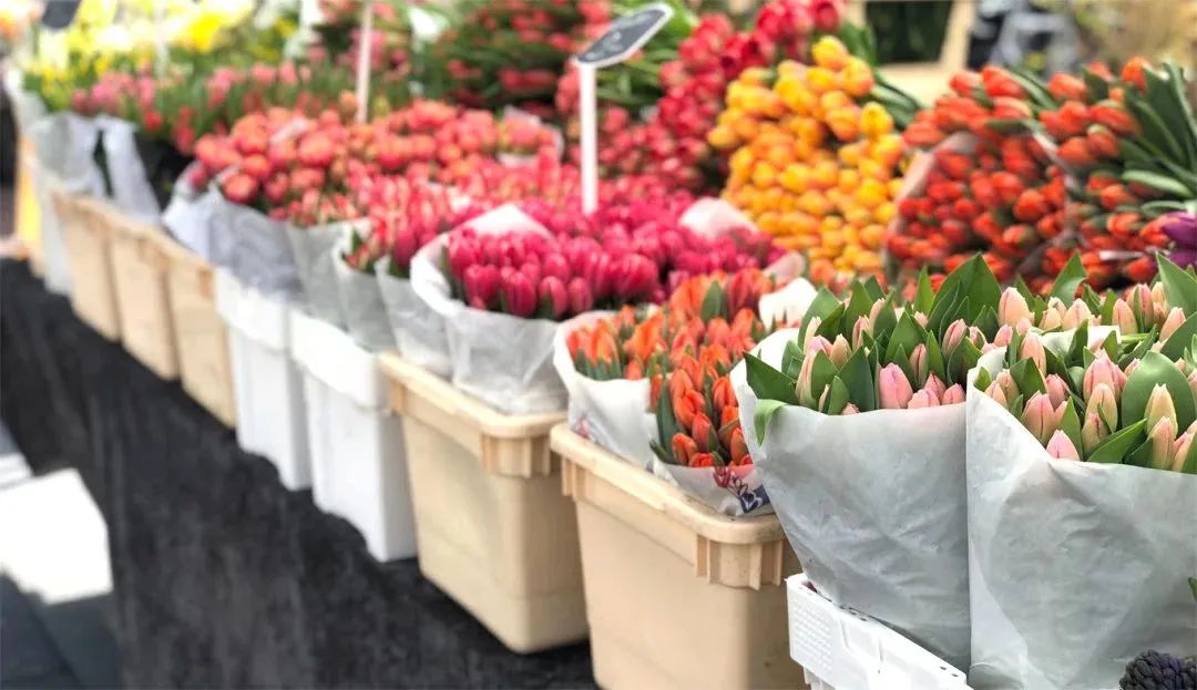 春天自驾去荷兰赏花 (荷兰春天一日游)