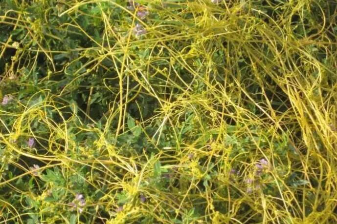 菟丝子神奇功效与图片,故事陈年