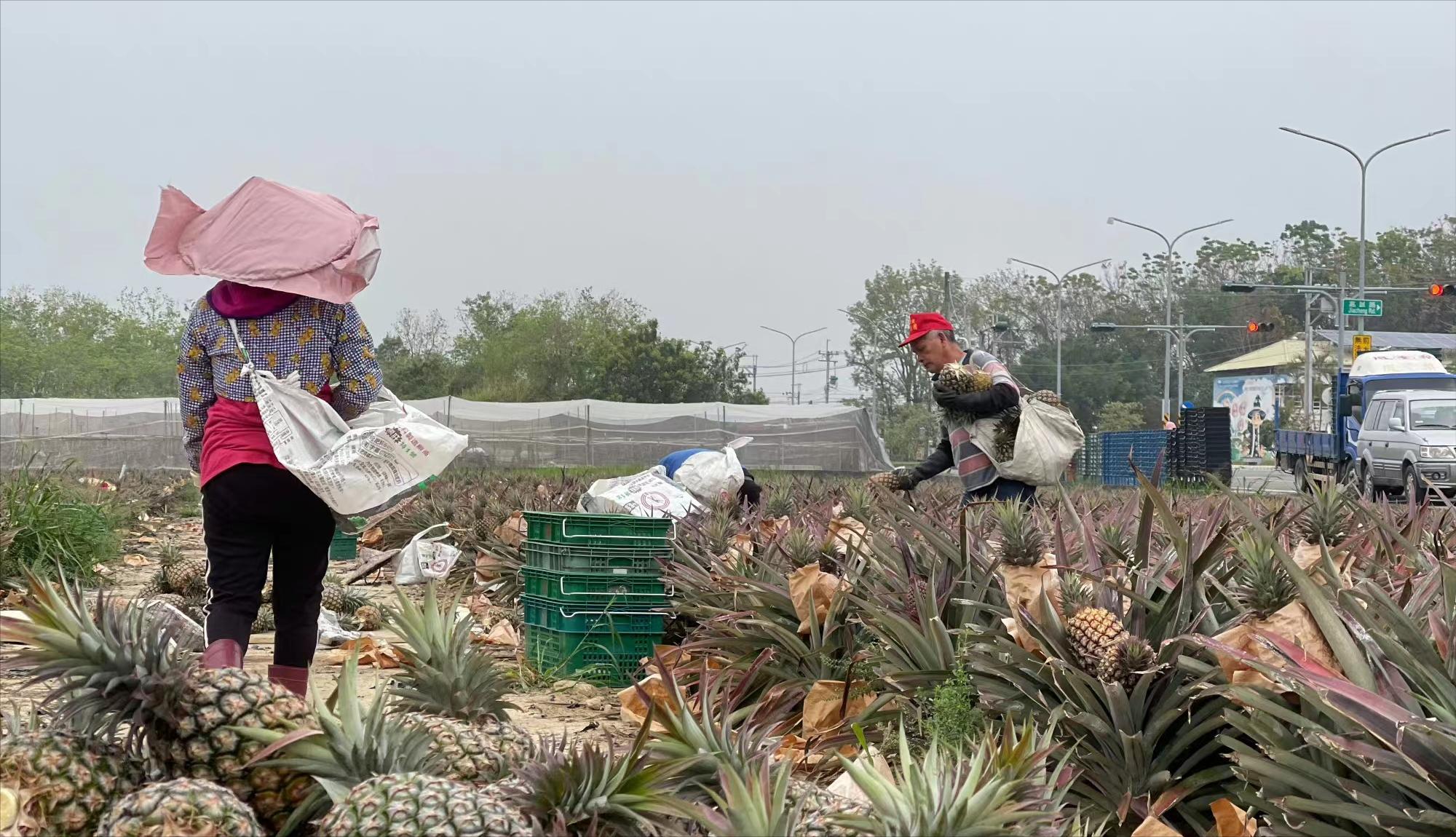 台湾水果商怒斥台当局,台湾凤梨果农斥蔡当局不要乱讲