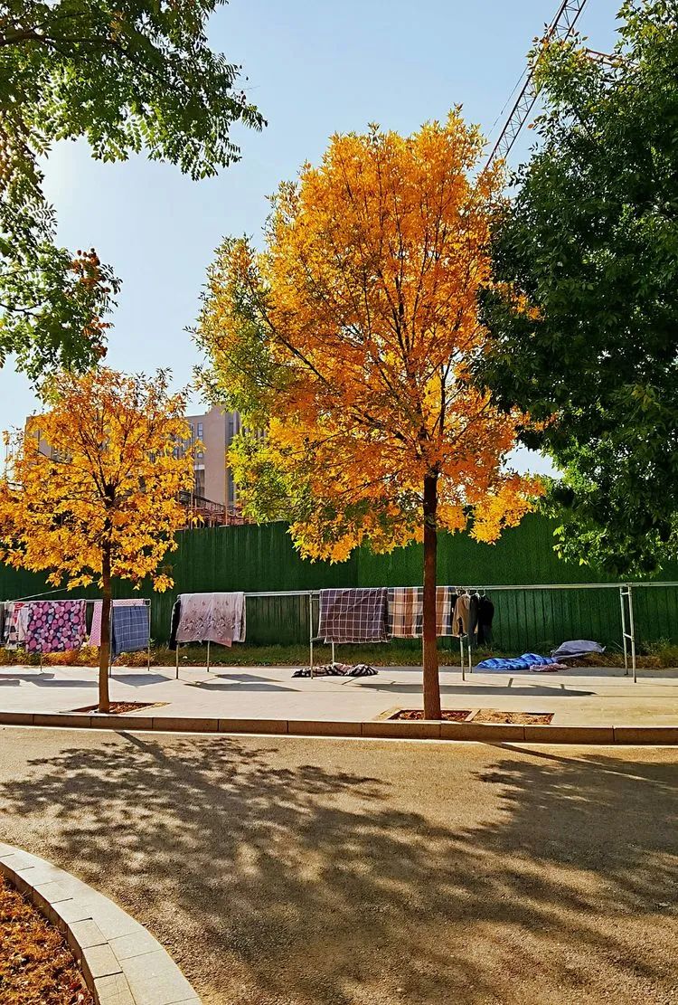 层林尽染的视频号,濮阳医专学历怎么样