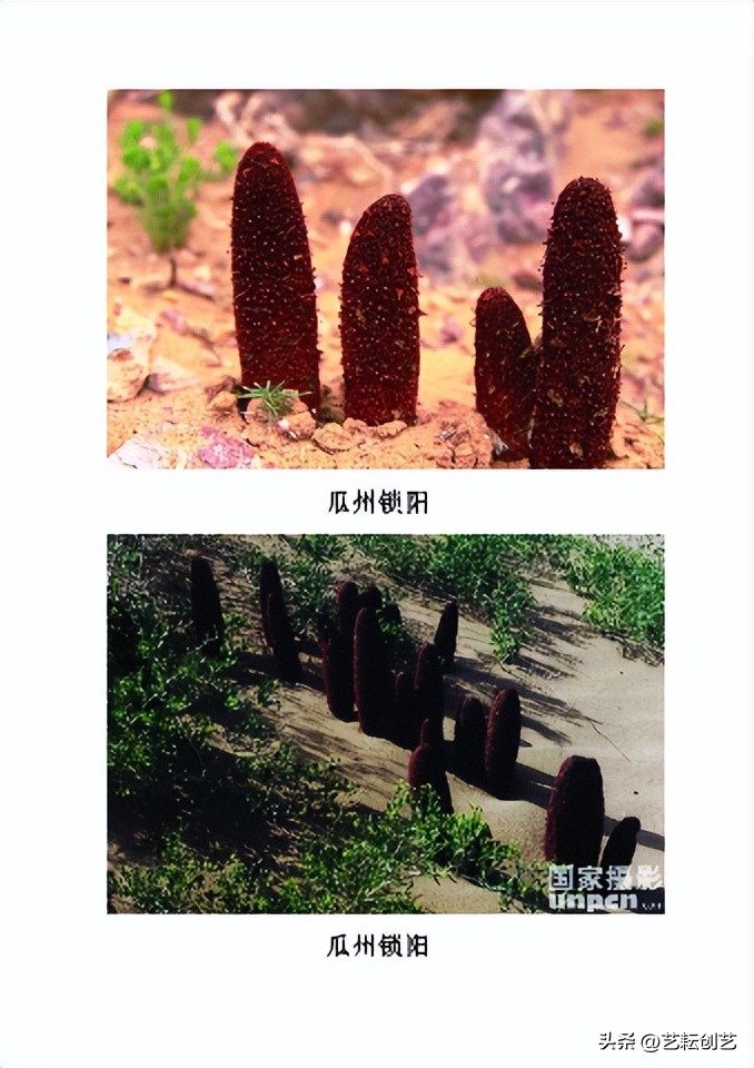 全国农产品产地分布图,甘肃省特色农产品有哪些