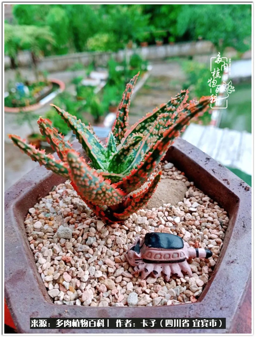 送我一轮明月文案,送我一轮明月