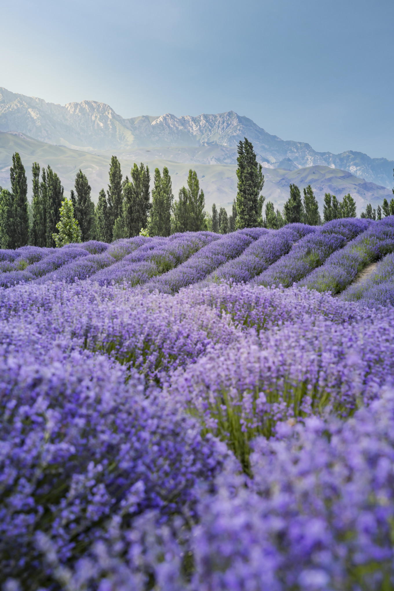 去新疆发现伊犁的美,世界之美尽在伊犁