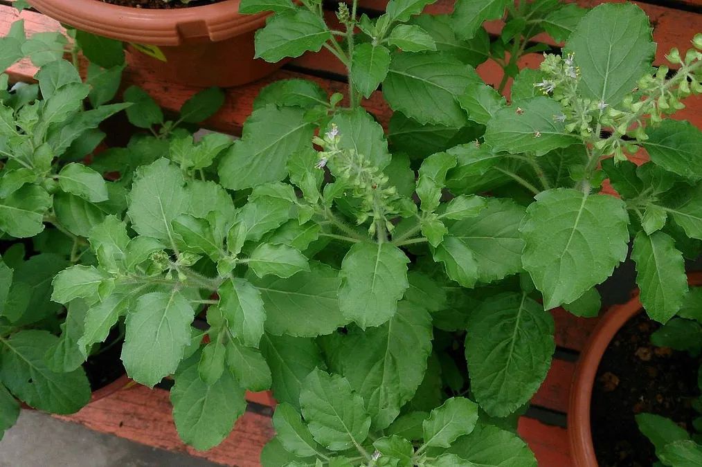 甜罗勒和荆芥 (甜罗勒与九层塔荆芥)