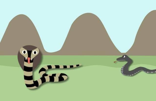 雄性眼镜王蛇捕杀雌性王蛇视频,眼镜王蛇繁衍过程