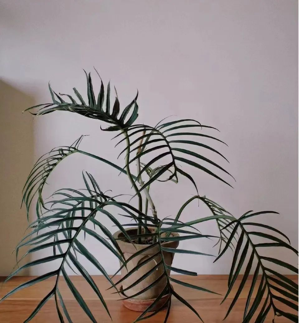 蔓绿绒品种图片大全,蔓绿绒品种图片图文