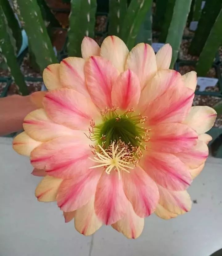 200种·仙人球开花图鉴，大开眼界，美到爆