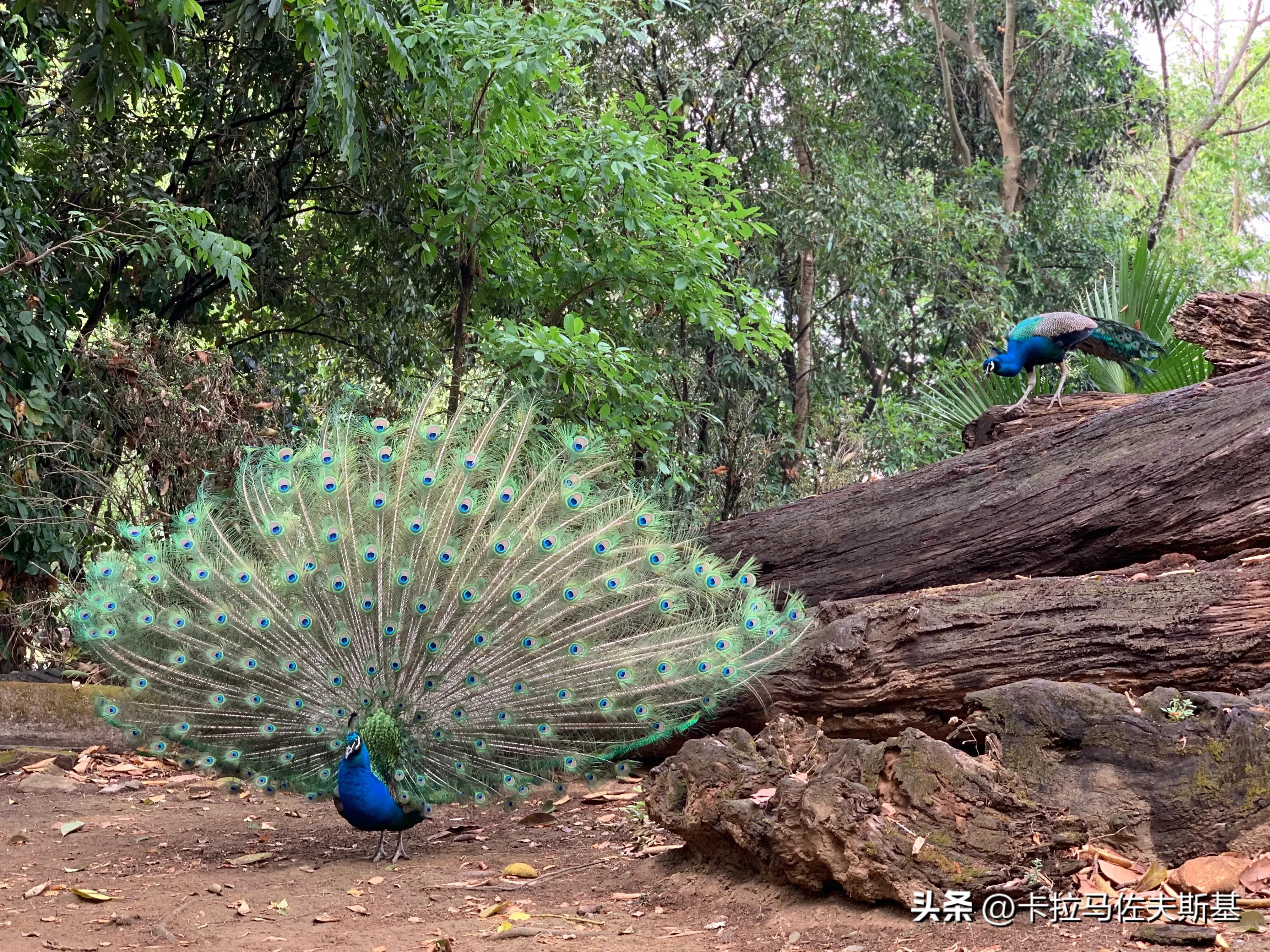 为什么要去云南腾冲芒市瑞丽旅游,芒市瑞丽腾冲旅游五一
