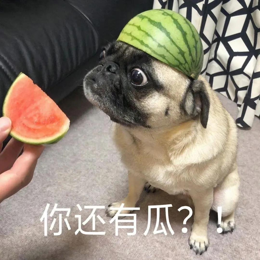 吃瓜群众表情包组成教程,一只安静的吃瓜群众表情包