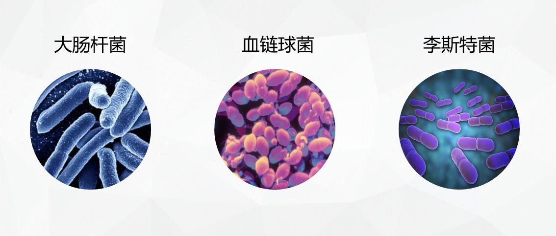 细菌培养结果显示大肠埃希菌,葡萄球菌大肠埃希菌菌落