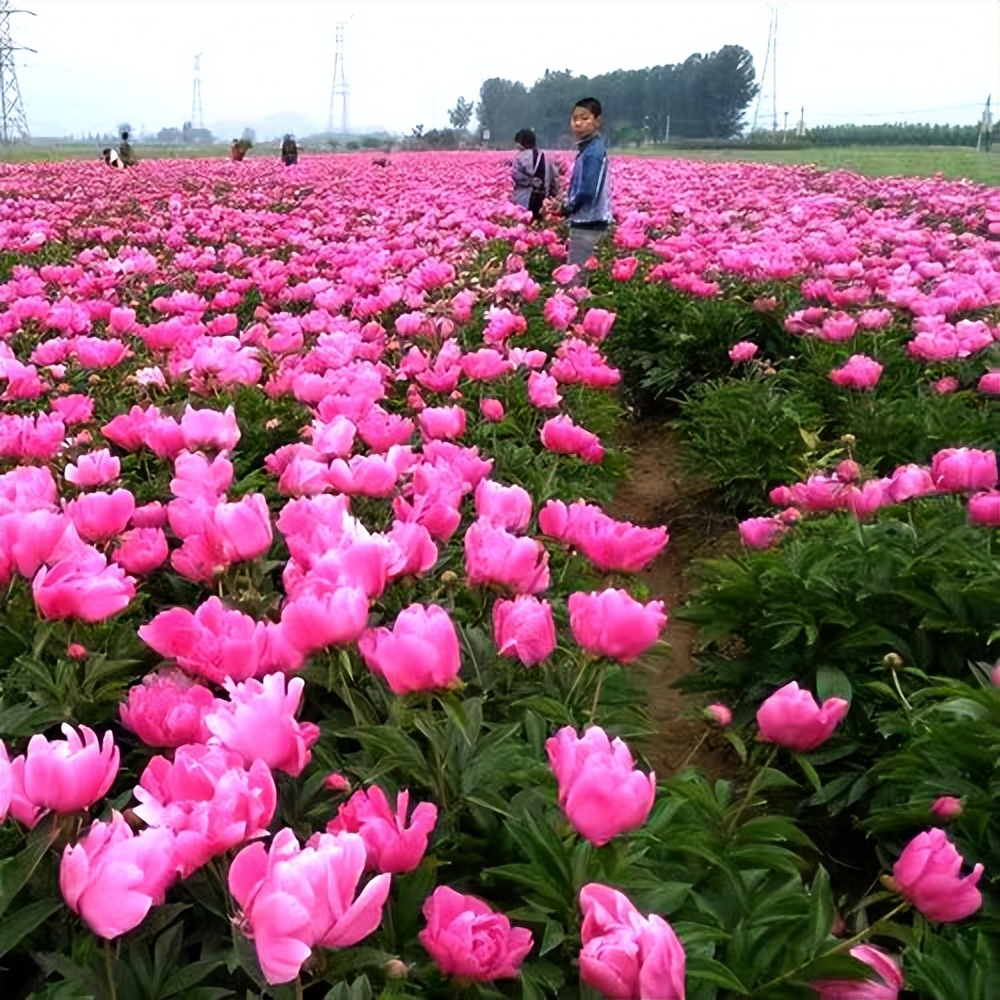 常觅春归不知处花田此地得逢君：栖云田园小镇·花间集