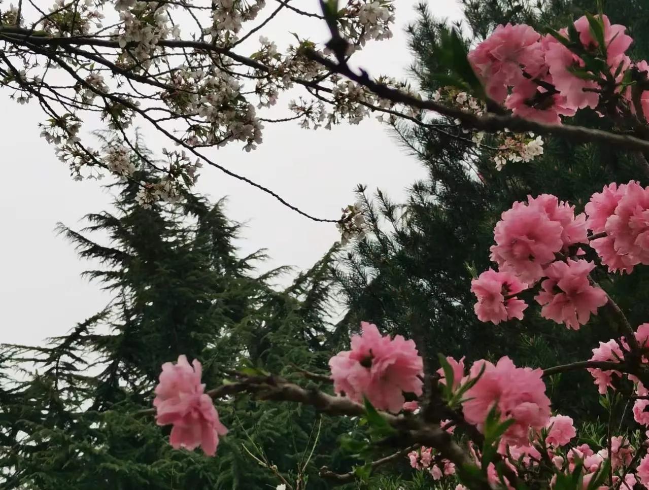 无商不奸诚信无价,无商不奸完整的话