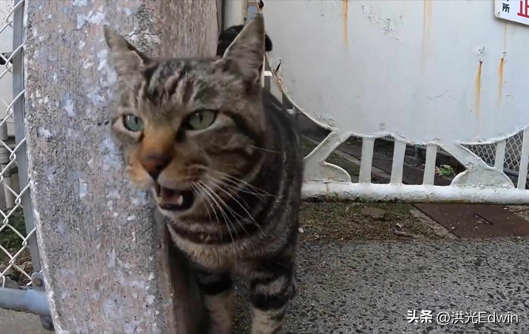 流浪狸花猫被暴打致死,狸花猫爬十楼打伤宠物猫