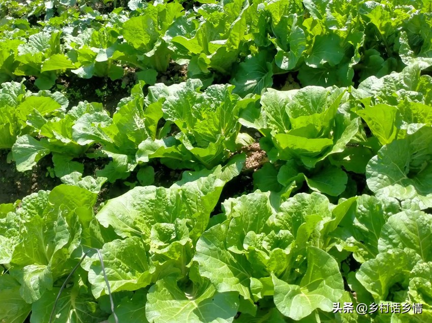 防治大白菜软腐病和烂根就用它，一次就见效，无公害又环保