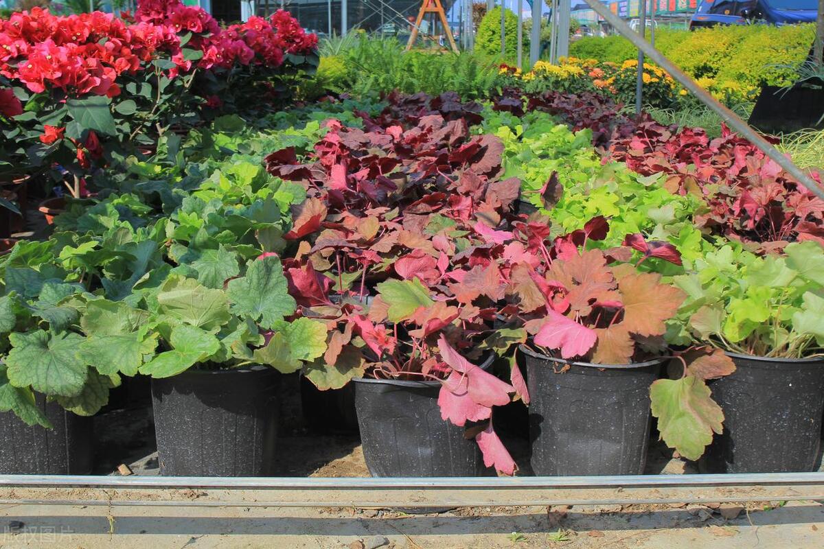 最耐寒耐热的庭院花,室外耐寒耐阴花排行榜