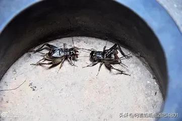 80后的童年的记忆、你还记得多少？下面的内容将帮你想起童年！