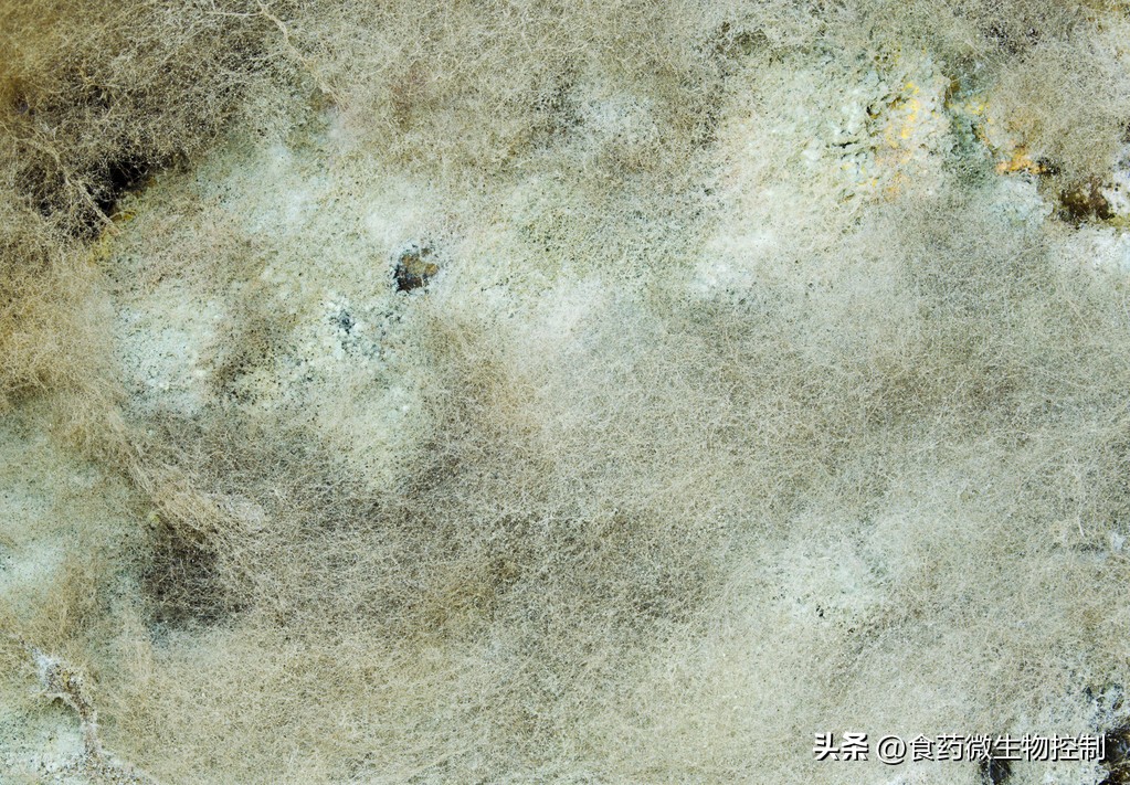 燕麦片霉菌超标原因及解决方案！