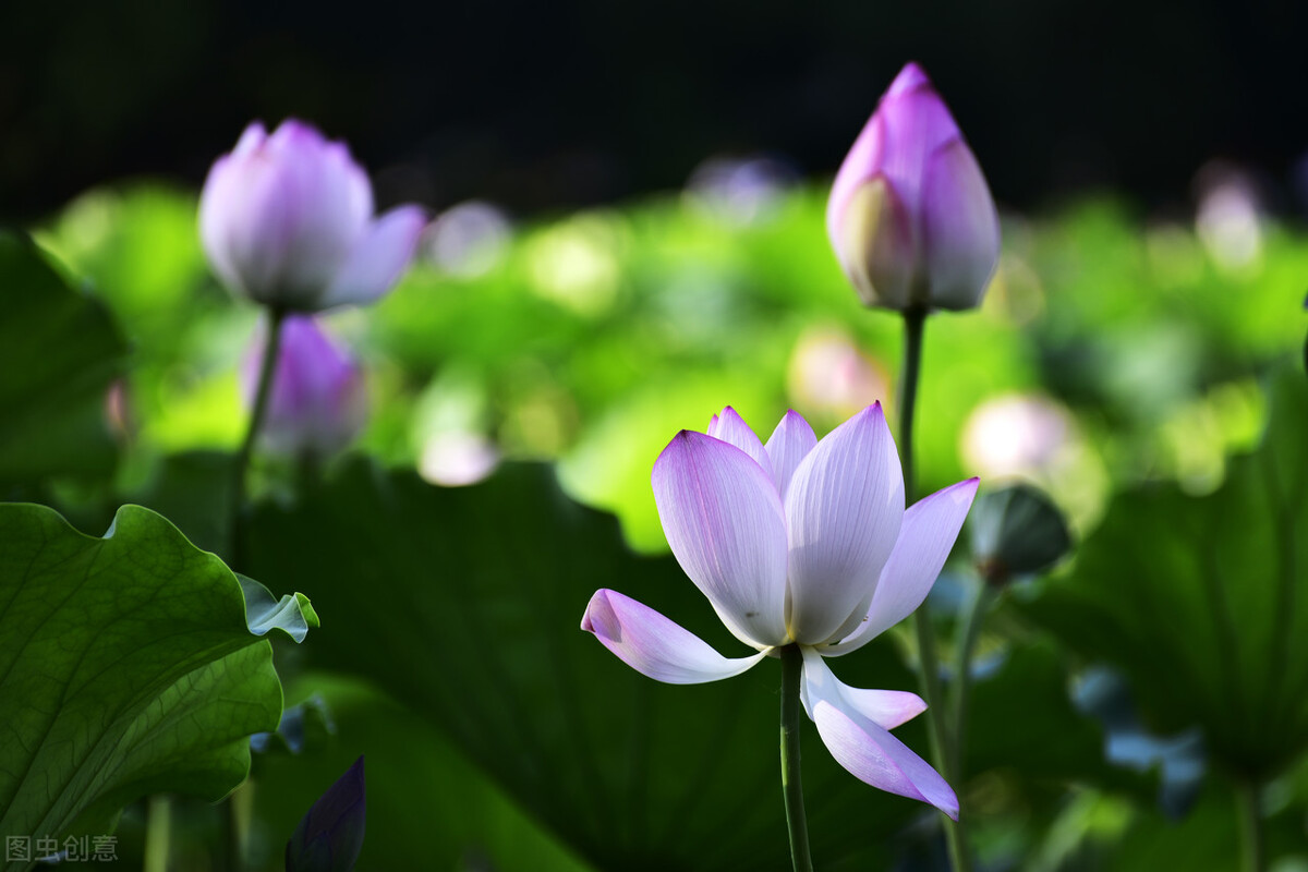 刘艳:莲花赋,散文|咏莲花,诗歌