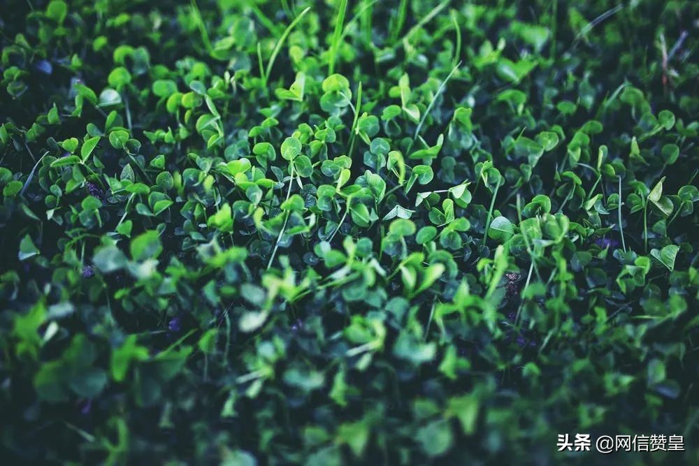 春天送你一首诗朗诵获奖名单 (春天送你一首诗亲子朗诵完整版)