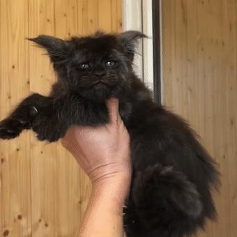 鎾炶劯鏂硅劯鐚村瓙鐨勫コ缃戠孩,鏂硅劯鐚村瓙妯′豢浜虹殑琛ㄦ儏