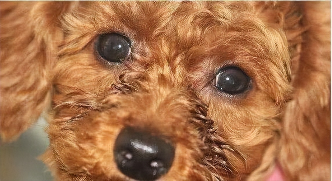 狗狗一只眼睛里有血丝是怎么回事,狗狗尿里有一点点血丝是怎么回事