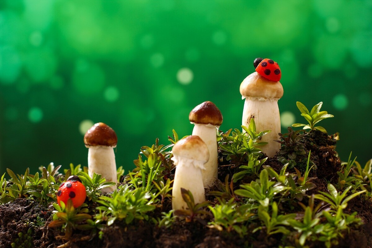 邢建义音乐视频,邢建设