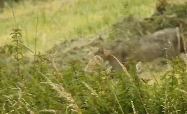 什么猫咪和英短合得来,猫咪长毛英短怎么区分公母