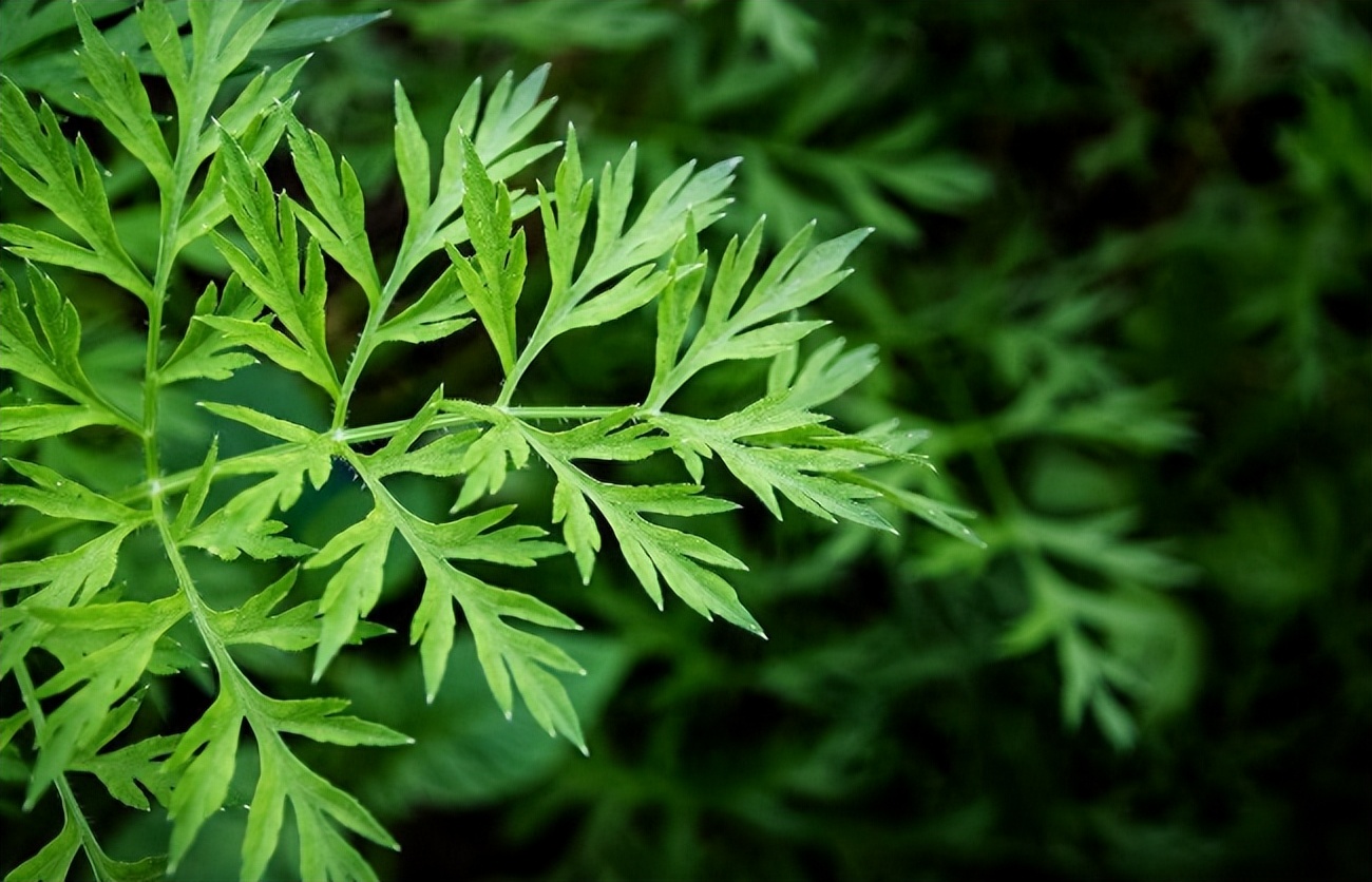 用艾叶熬水洗头3个月有什么变化,艾叶煮水洗头六个月后身体变化