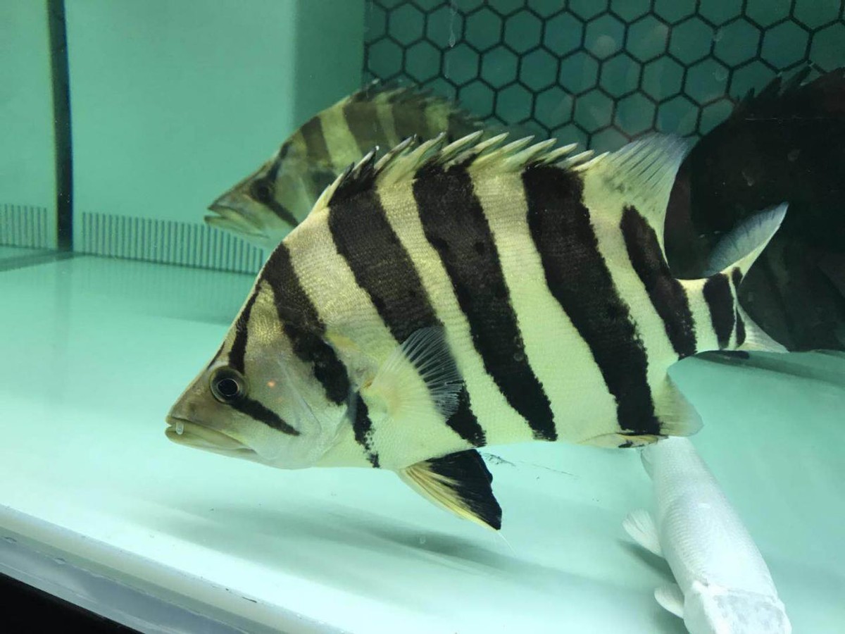 龙鱼缸下面混什么鱼,龙鱼缸里配什么鱼