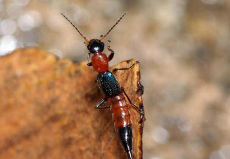 防治隐翅虫用什么农药,隐翅虫咬人后危害