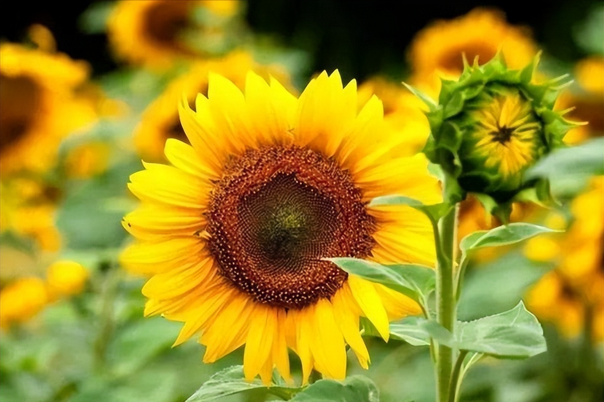 通过对向日葵中重金属含量的研究,进一步了解其种子发芽的特性