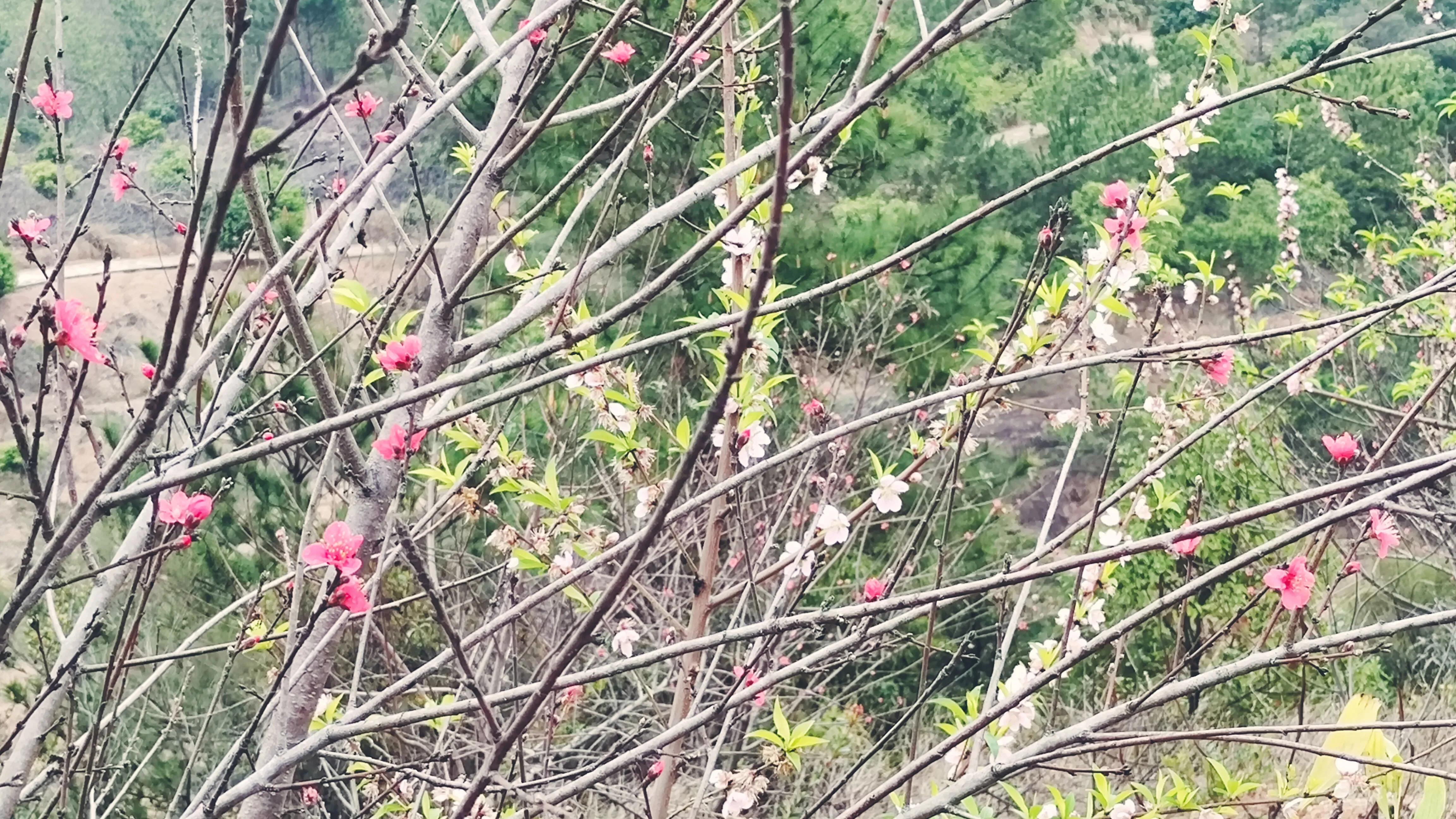 桃花古诗词歌曲,桃花古诗词最出名