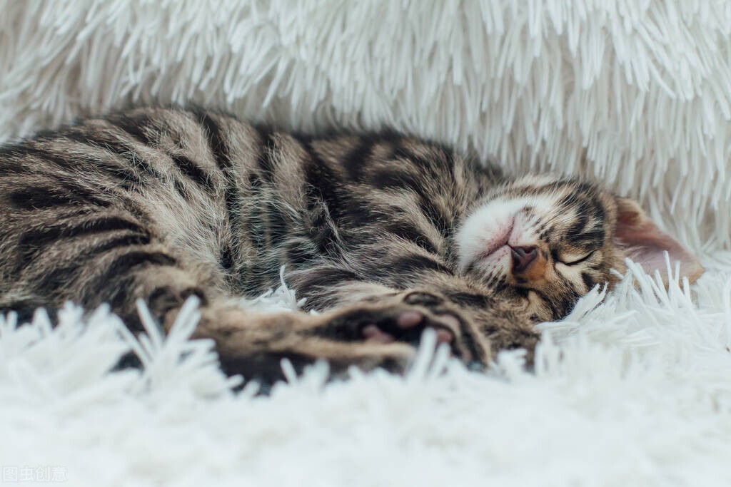 猫分离焦虑症有什么表现,如何纠正猫焦虑分离症