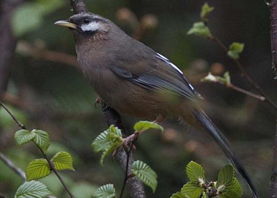 鸟儿大全高清图,高清珍稀鸟动态图片大全