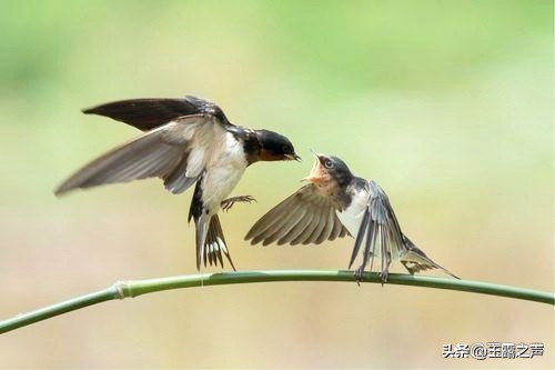 杜甫关于燕子诗有哪些,燕子最好的七首诗