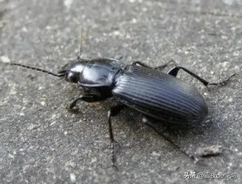 家里出现黑色的蚂蚁大小的甲虫,黑褐色甲虫是家里有蟑螂吗