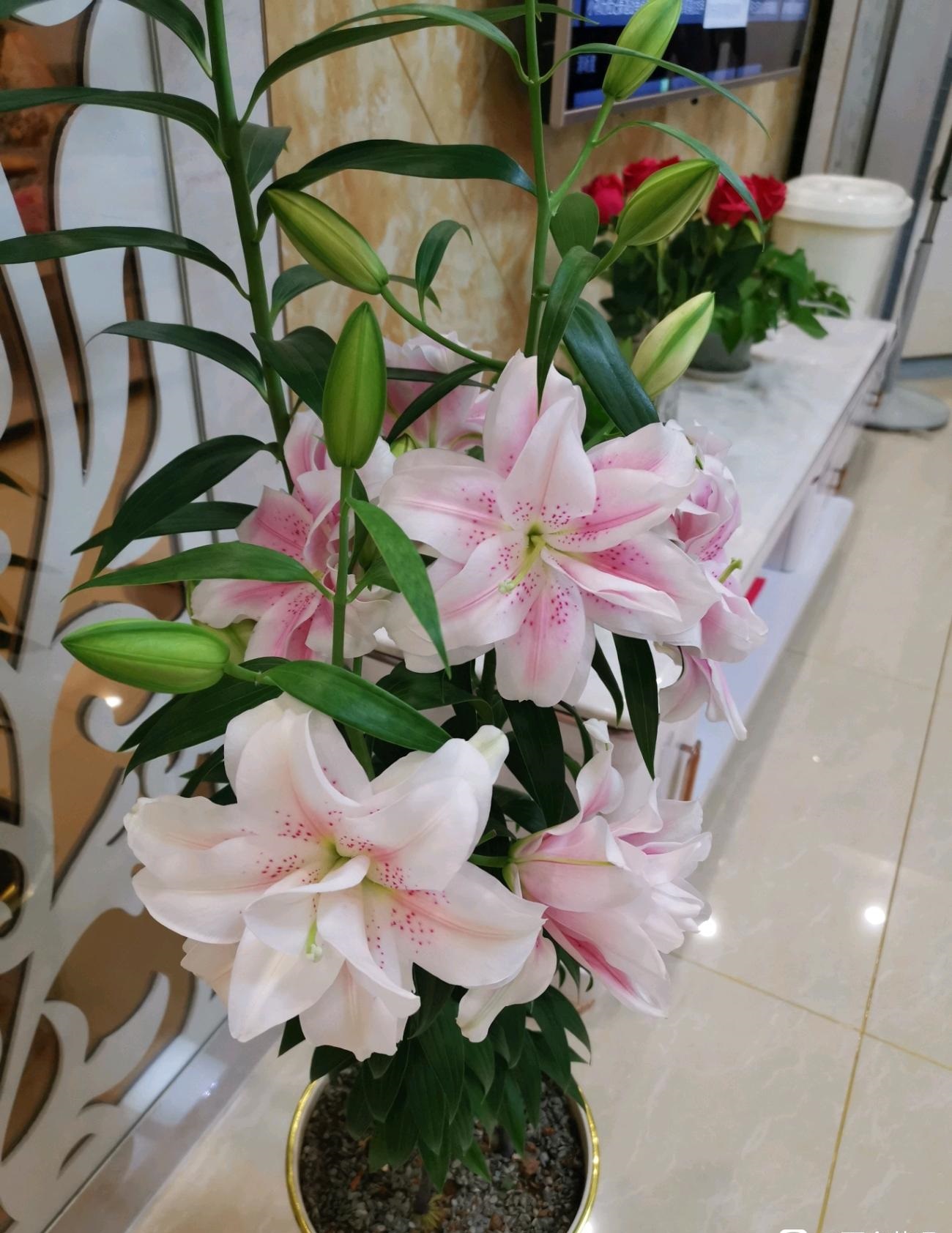 喜欢百合花，就养“重瓣百合”，花大色美，香气怡人，养护也简单