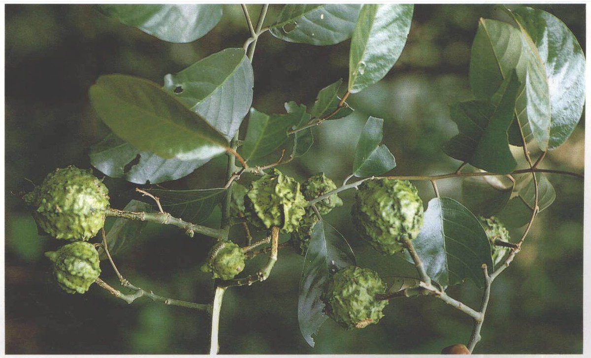 古代没有现代的避孕方法,古代没有避孕措施怎么避孕