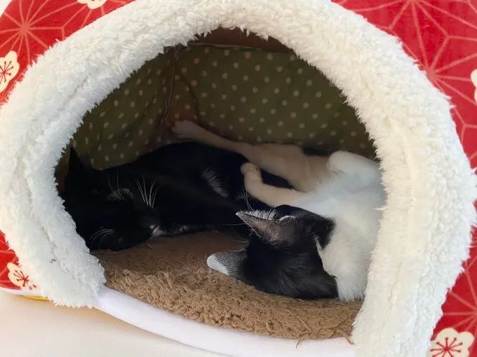 这摄影师是个抓拍鬼才|冷段子2068