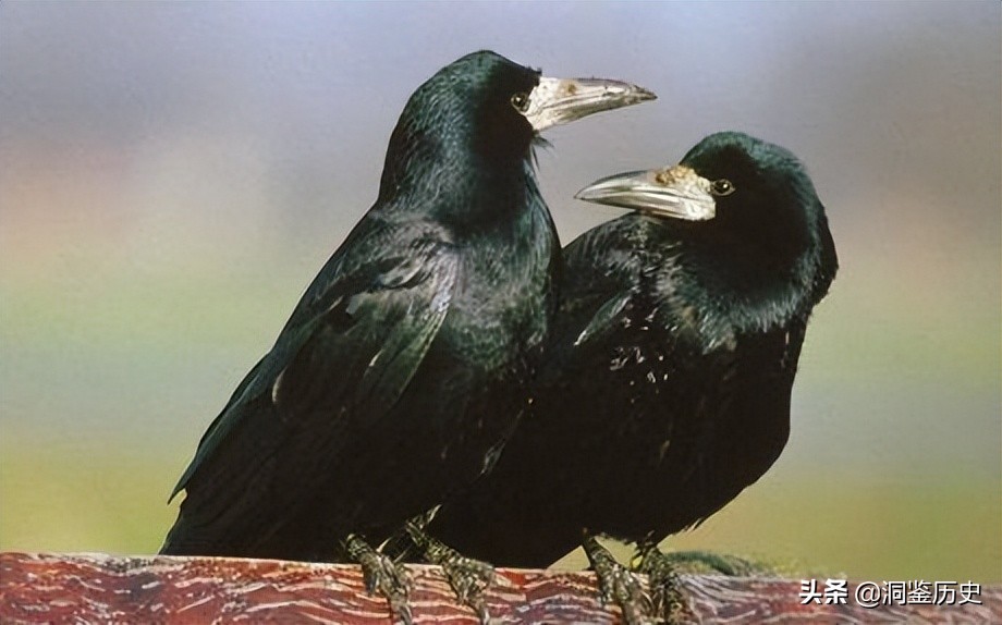 孔子的墓为何被称为孔林,孔子真正的墓穴在哪里