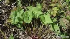 中药材细辛落价了吗,细辛草今日价格