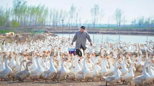 有人养鹅吗,养鹅靠什么赚钱