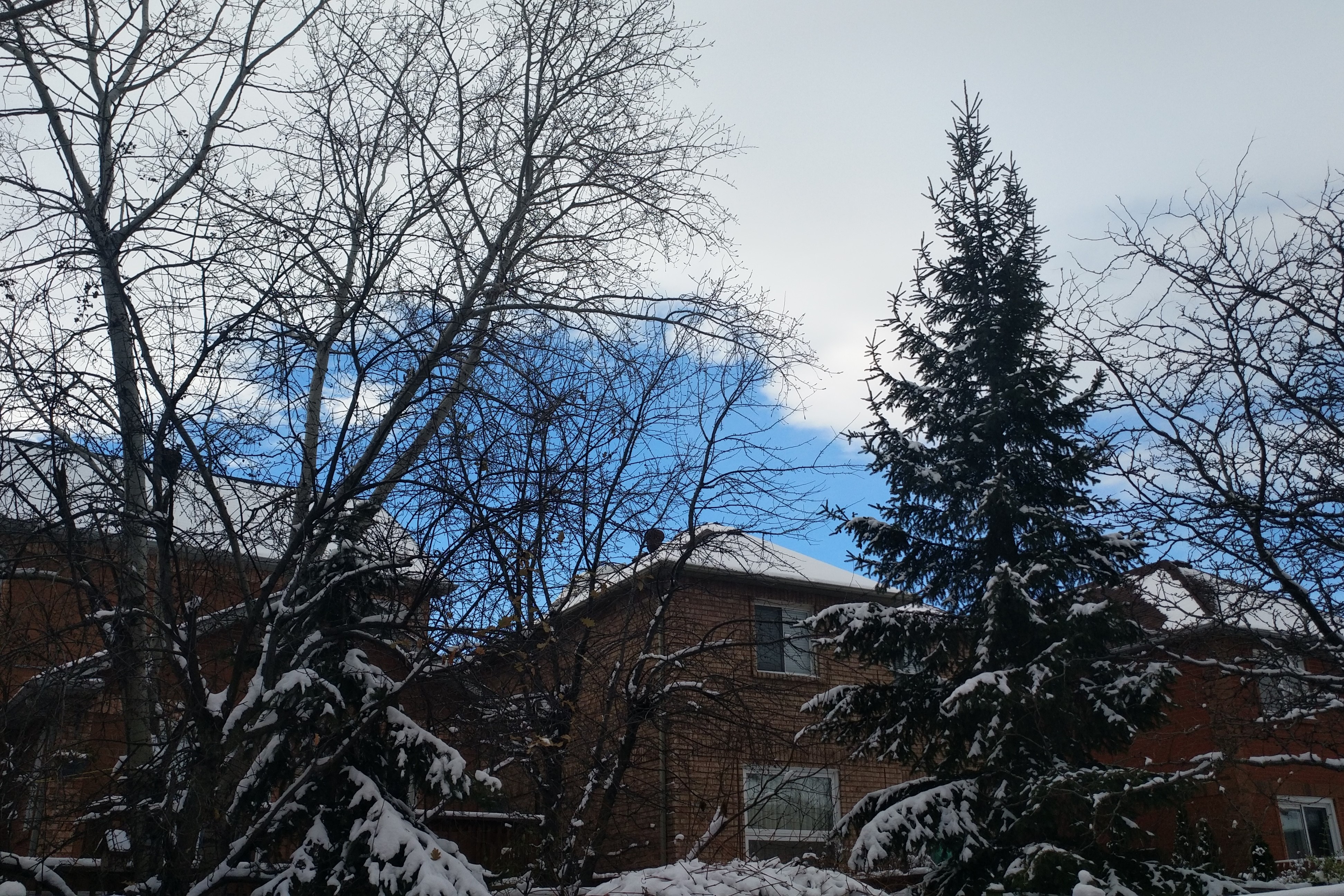 「加拿大印象」多伦多地区的冬天到底冷不冷