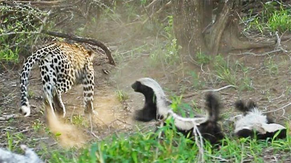 蜜獾天敌豹子,蜜獾为何不惧怕狮子和鬣狗