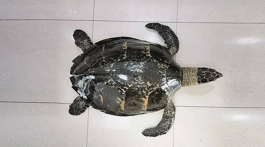 不远万里买玳瑁标本辟邪，这个案子检察官这样办