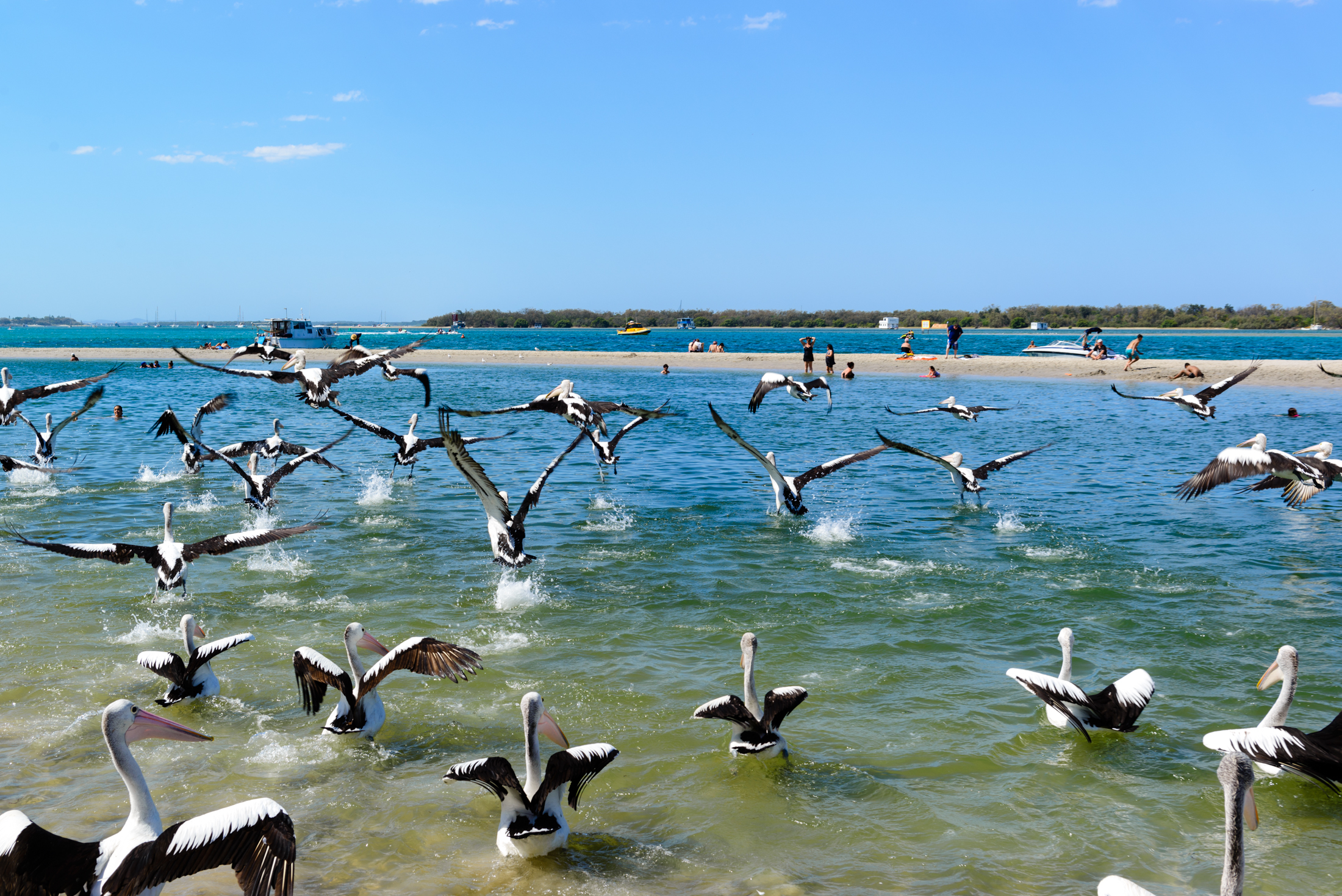 澳洲海边鹈鹕,澳洲黄金海岸鹈鹕