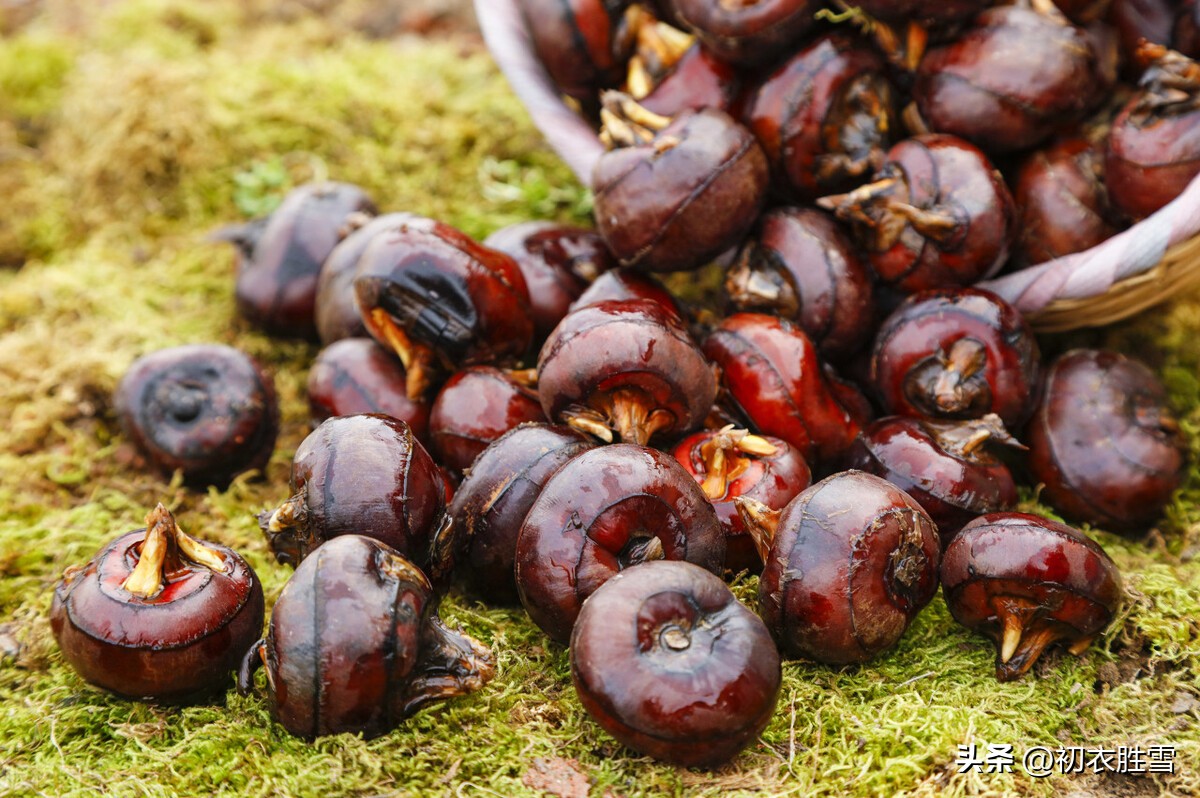 荸荠诗句,荸荠古诗