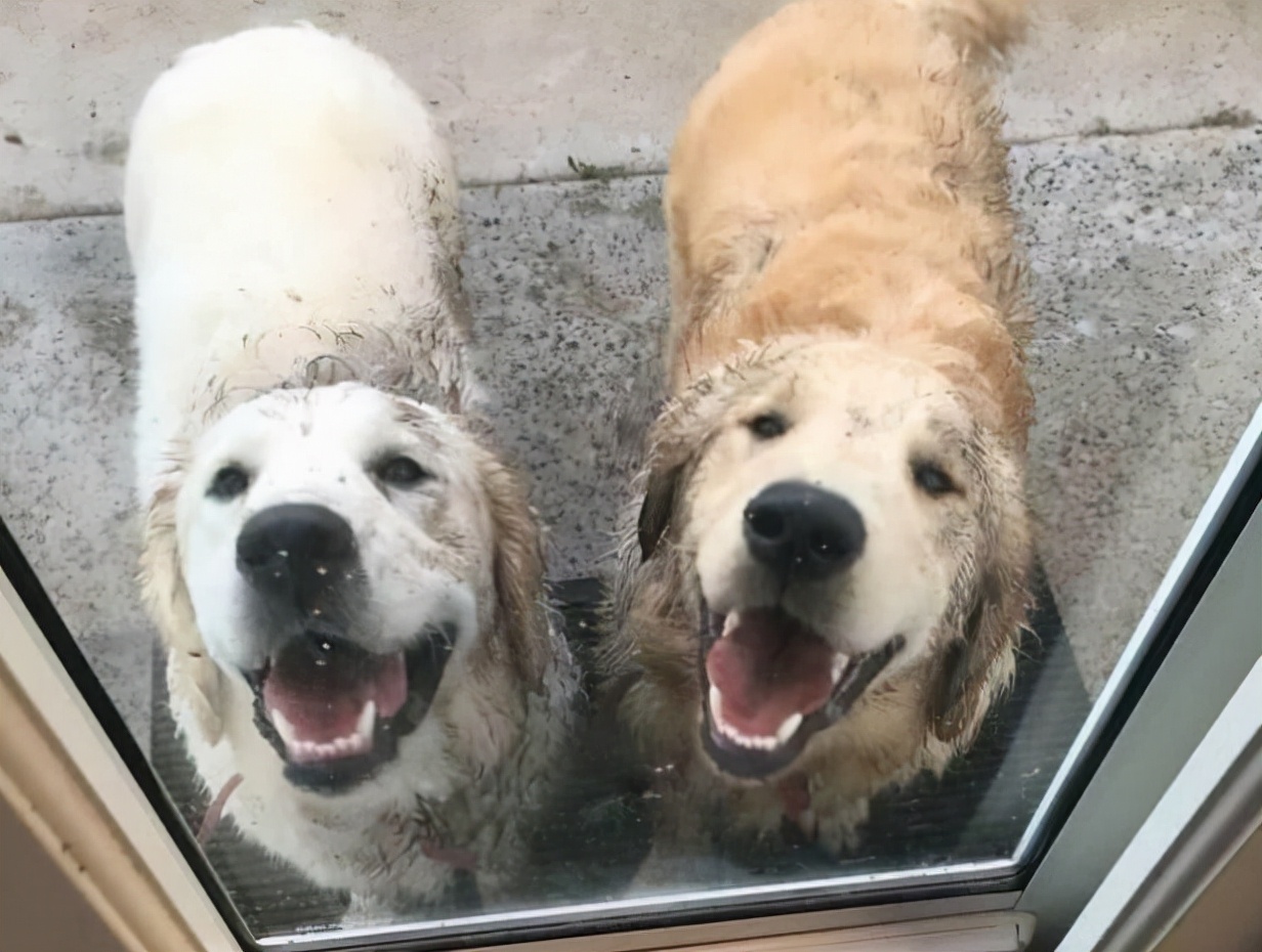 狗狗“交配”的秘密，为什么会上锁分不开？