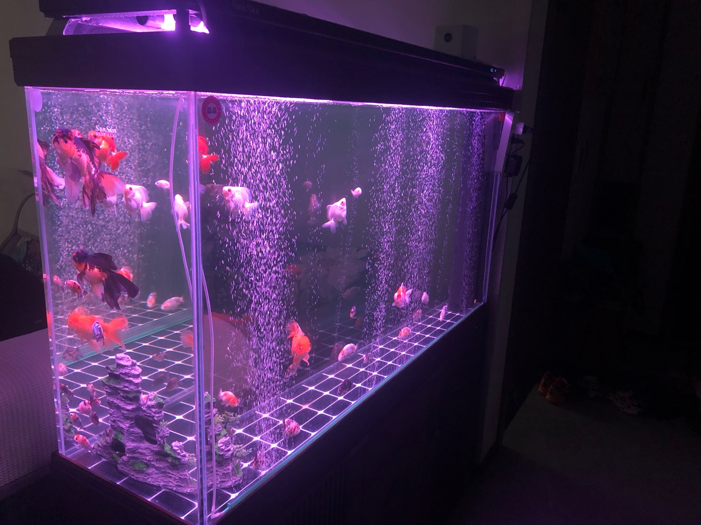 鱼缸水质试纸,亚硝酸盐高鱼缸