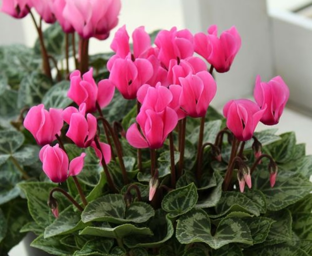 3月份的仙客来怎么养护,刚买来的仙客来怎么养护